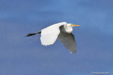 Great White Egret In Flight at Sandy Hook NJ
