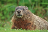 Groundhog (Marmota Monax) Up-close