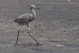 Reddish Egret