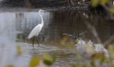 Great Egret