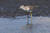 Lesser Yellowlegs