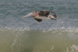 Pellican skimming a wave