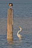 Egret looking for a handout from an Osprey