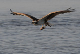 Osprey with a partial fish