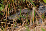 Small Aligator (about 2)