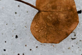 Melting snow, rain and a leaf