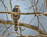 Coopers Hawk watching the bird feeder