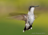 Female Ruby Throated Hummingbird