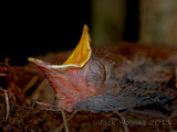 Hungry Robin Chick
