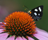 Eight-Spotted Forrester Moth (Alypia octomaculata) on Coneflower