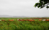 Dairy cows near Varberg