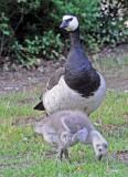 Barnacle Goose and young