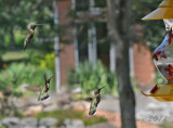 Busy day at the Hummingbird Feeder