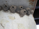 Cliff Swallow nest under the Hayden Run bridge