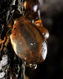 Hardened Sap on a Plum Tree