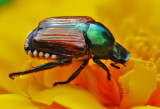 Japanese Beetle