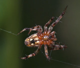 Small Spider underside