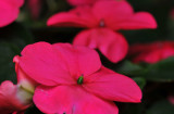 Impatiens blooms