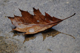 Soggy Fall Day