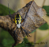 Black and Yellow Garden Spider, Argiope aurantia 