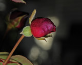 Frost damaged rose bud