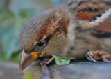 Dazed Sparrow (after contact with a patio window)