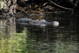 Alligator checking out Brenda 