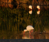 Ibis Looking for Food