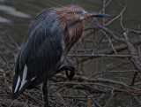 Reddish Egret