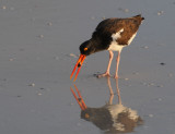 American Oystercatcher with a small clam