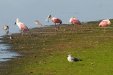 Roseate Spoonbills on Sanibel Island (J. N. Ding Darling National Wildlife Refuge)