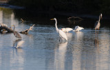 Mixed Birds (Tricolored Heron, White Egret, Ibis, Great Blue Heron)