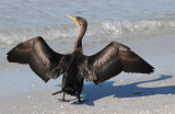 Sunning Cormorant
