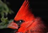A Bird in the Hand is Better Than Two in the Bush