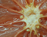 Grapefruit Macro