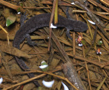 Salamander underwater, looking for a mate