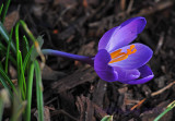 First Crocus of 2012