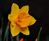 First Daffodil