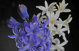 Hyacinth Blooms