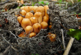 Mushrooms pushing up through the ground