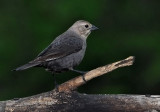 Female Cowbird