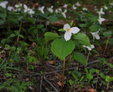 White Trillium