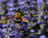 Bumble Bee