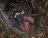 Very Young Chickadees