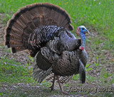 Tom Turkey strutting his stuff!