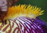 Iris Closup