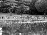 Cottonwood seed blowing in the wind, and on the lake