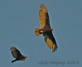 Buzzards (Turkey Vultures) passing overhead