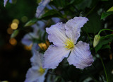 Clemitis Bloom