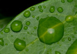Rain on the Ground Cover